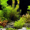 Done For You Plant Package, 12 Full Size (No Co2 Required)