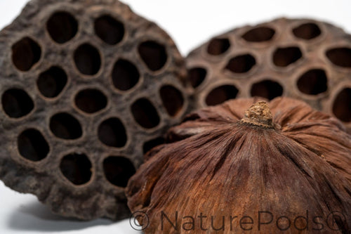 Lotus Seed Pod Heads