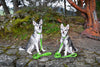 EcoBark Green Dog Leash- Padded Comfort Grip Leash - 4ft, 5ft, and 6ft Dog Leash for Small and Medium Dogs