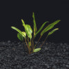 Cryptocoryne Lutea