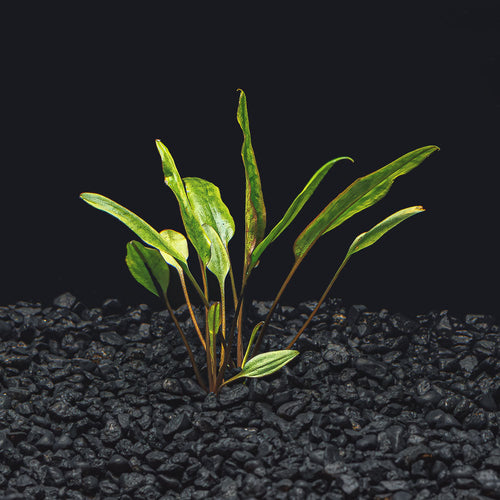 Cryptocoryne Lutea