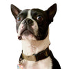 K9R - M2C Lightspeed Collar