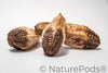 Mahogany Seed Pod