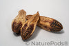 Mahogany Seed Pod