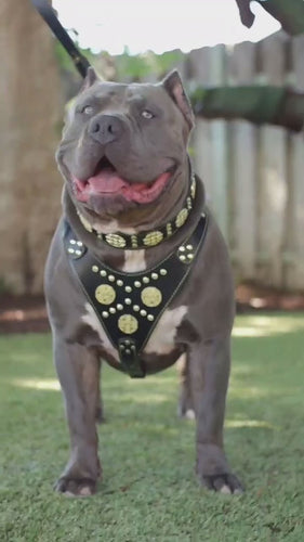 Maximus Black BIG dog SET- Harness - collar - lead. Brass rivets