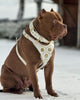 Maximus White BIG dog SET- Harness - collar - lead. Brass rivets