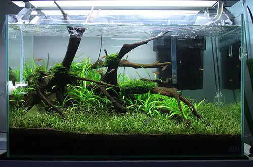 Lilaeopsis Brasiliensis/Micro sword