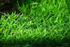 Lilaeopsis Brasiliensis/Micro sword
