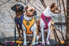 EcoBark Yellow Dog Harness - Over-the-Head Soft Mesh Dog Vest Halter for Small to Medium Dogs and Puppies