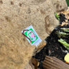 Composting Worm Mix – Red Wigglers & European Nightcrawlers (SC)