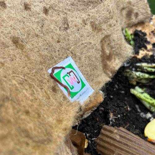 Composting Worm Mix – Red Wigglers & European Nightcrawlers (SC)