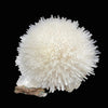 Mesolite on Mordenite Natural Mineral Specimen – Rare White Zeolite Spray from India # DK191