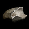 Scolecite Porcupine  Spray inside MM Quartz Geode Natural Mineral Specimen  # B 5055