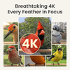Birdfy Feeder Metal 2 4K - Smart Metal Feeder with Camera