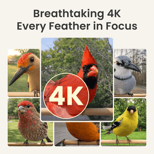 Birdfy Feeder Metal 2 4K - Smart Metal Feeder with Camera