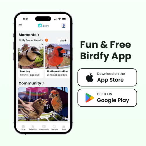 Birdfy Feeder Metal - Smart Metal Feeder with Camera