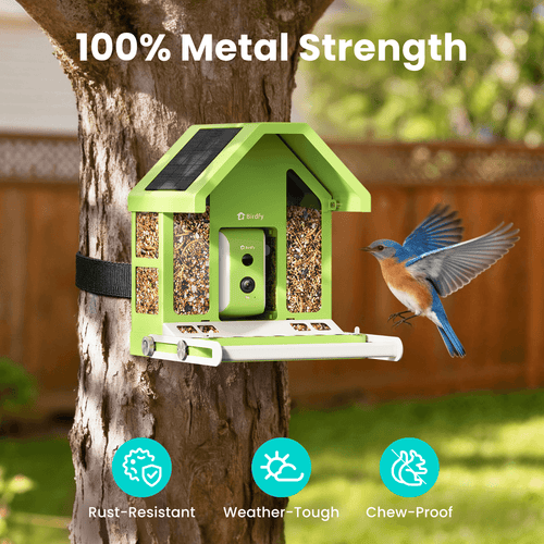 Birdfy Feeder Metal - Limited Father's Day Gift Set