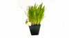 Cat Grass Blend - Non-GMO - Certified Organic - Bonus CAT Toy - Glyphosate Free