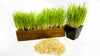 Cat Grass Blend - Non-GMO - Certified Organic - Bonus CAT Toy - Glyphosate Free