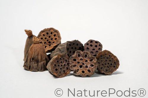 Mini Lotus Seed Pods