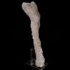 MM Quartz Coral Formation Natural Mineral Specimen # B 6458