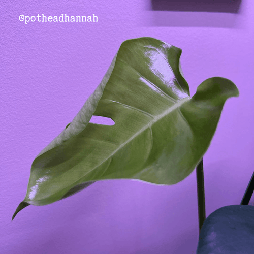 Monstera Deliciosa Swiss Cheese Plant Seeds