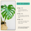 Monstera Deliciosa Swiss Cheese Plant Seeds