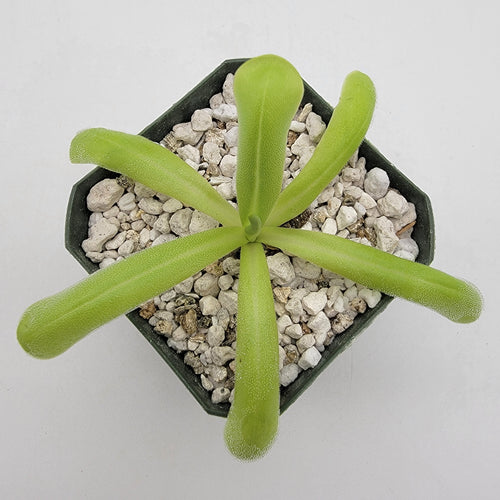 Pinguicula moranensis var. alba x moctezumae