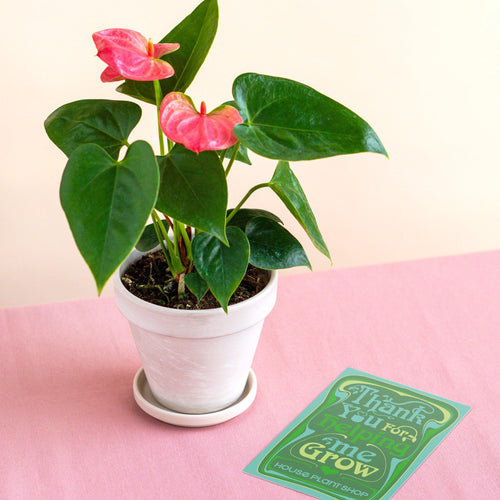 Pre-Potted Anthurium 'Pink' - White Terra Cotta