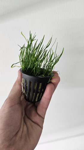 Micro Sword Potted