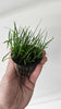 Micro Sword Potted