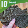 Whole Malaysian Mulberry 10 Leaves