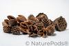 Assorted Mini/Nano Botanical Seed Pod Pack