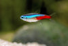 Neon Tetra (PACK OF 6)