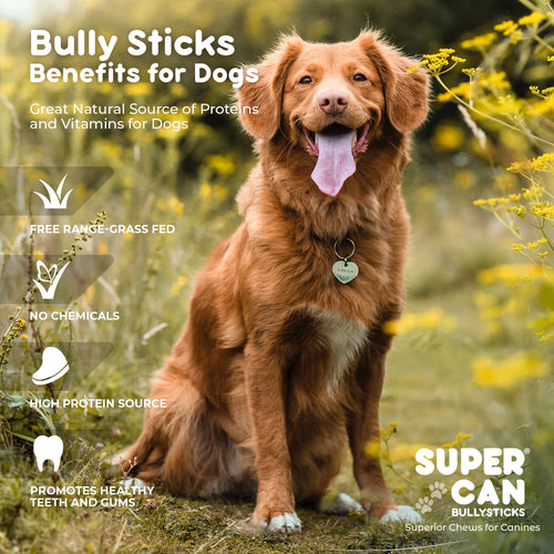6 Junior Bully Sticks (15-Pack)