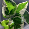 N Joy Pothos Rooted Stems or Pots