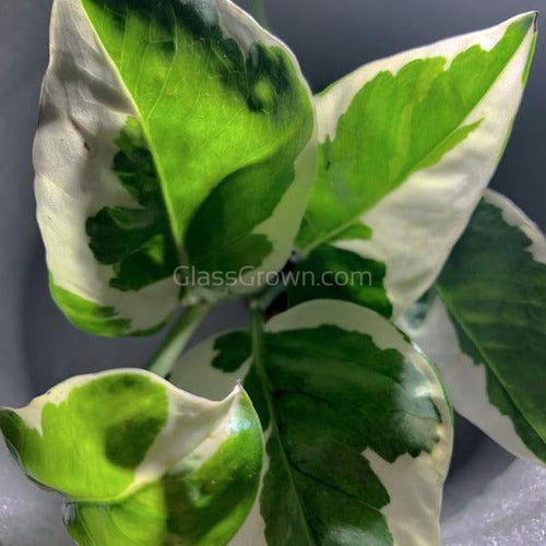 N Joy Pothos Rooted Stems or Pots