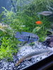 Blue Acara (Aequidens pulcher)