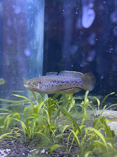 Southern Purple Spotted Gudgeon