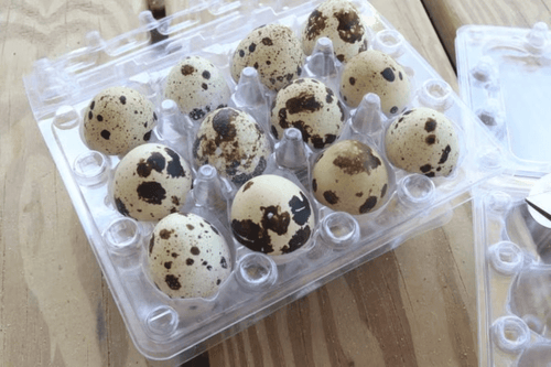 4 Dozen Farm Fresh n Tasty Organic Jumbo Quail Eggs