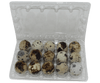 15-cell Jumbo Quail Egg Cartons (3x5)