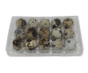 15-cell Jumbo Quail Egg Cartons (3x5)
