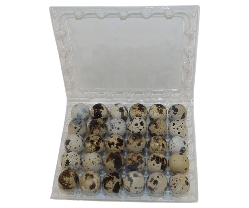 30-cell Jumbo Quail Egg Cartons (5x6)