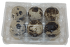 6-cell Jumbo Quail Egg Cartons (2x3)