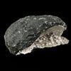 Okenite Big Puffballs Inside Chalcedony Geode Natural Mineral Specimen # B 5859