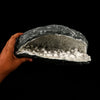 Okenite Big Puffballs Inside Chalcedony Geode Natural Mineral Specimen # B 5859