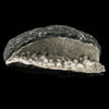 Okenite Big Puffballs Inside Chalcedony Geode Natural Mineral Specimen # B 5859