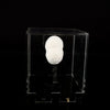 Okenite Big Puffballs Natural Mineral Specimen # B 6711