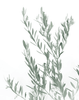 Olea Europaea 'Olive Tree' Seeds