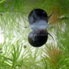Assorted Nerite 5 Snails